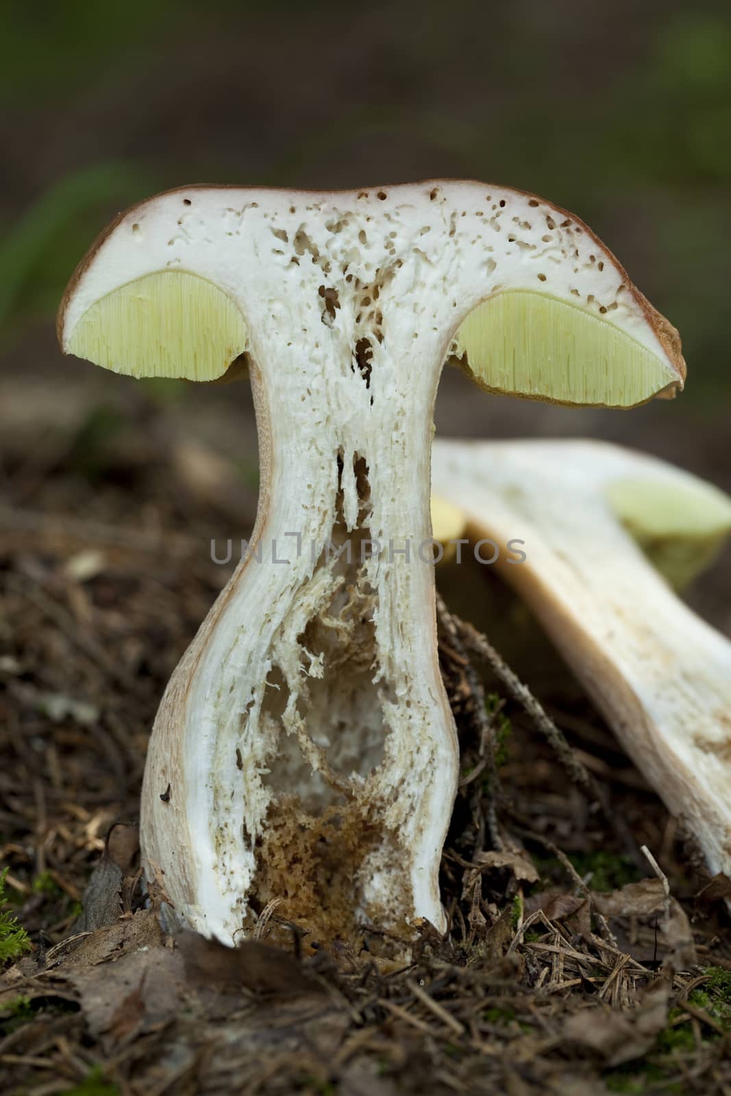 long section mushroom (Boletus edulis Bull) in forest 
