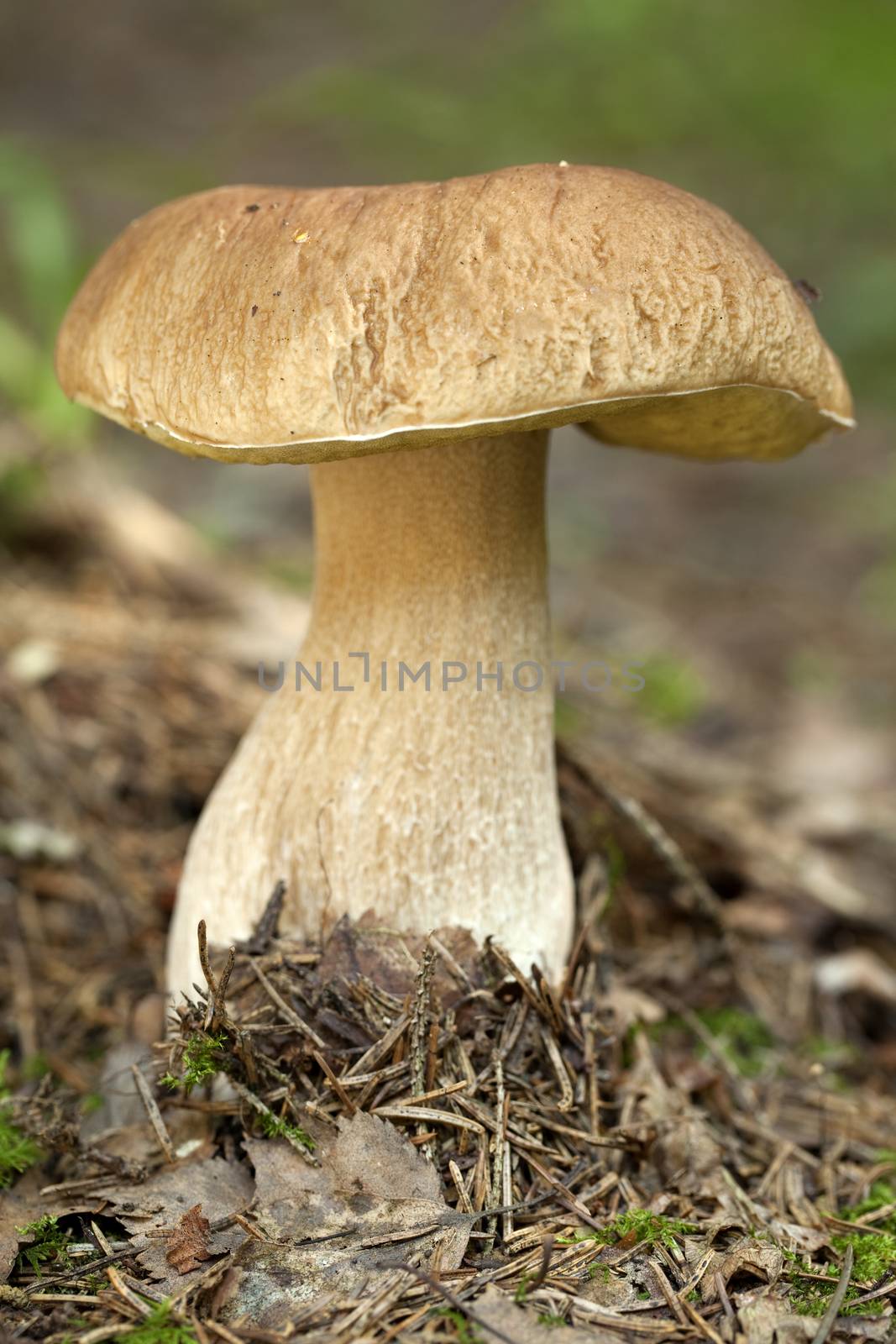 edible mushroom (Boletus edulis Bull) in forest 