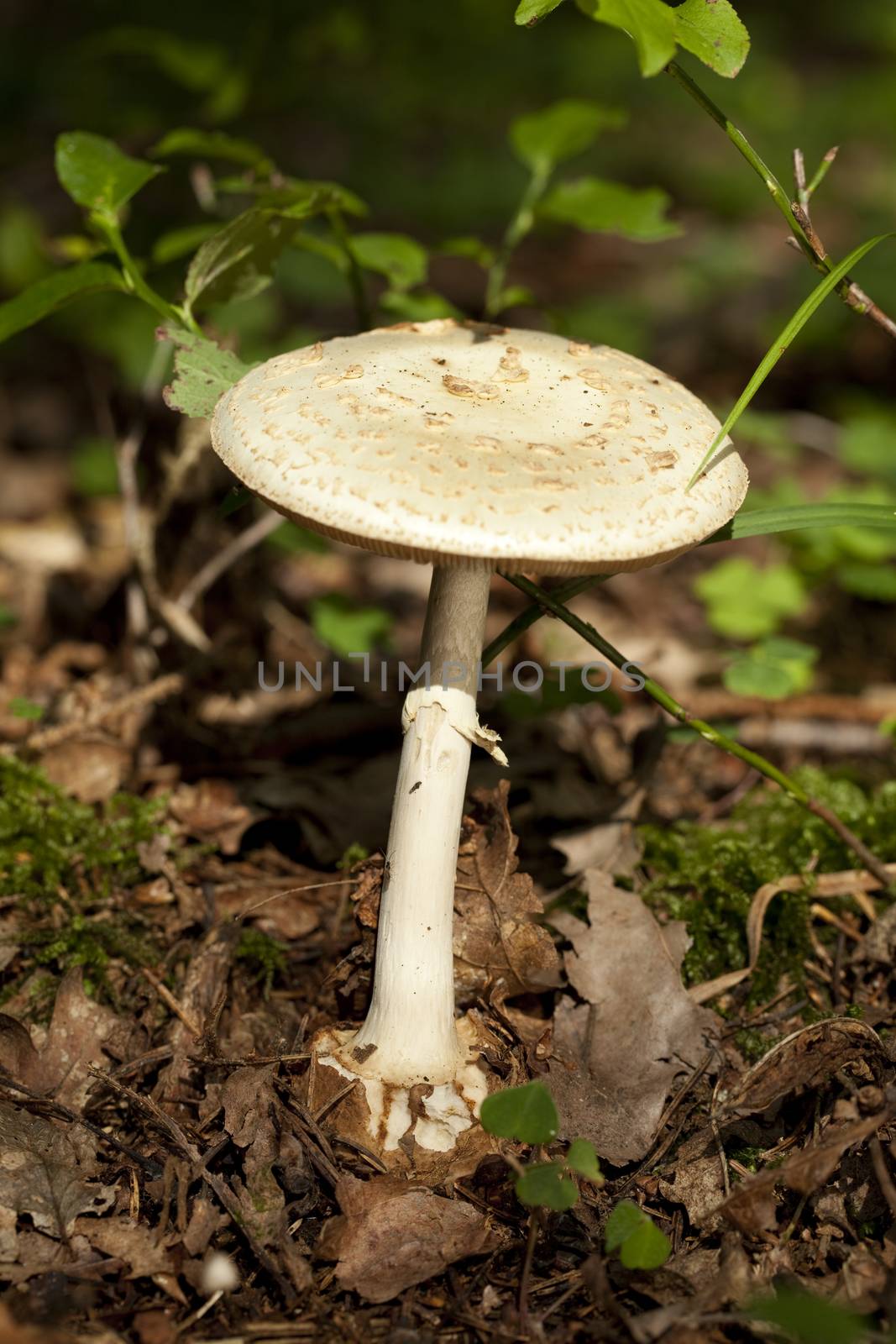 spotted mushroom poisonous in dry leaf