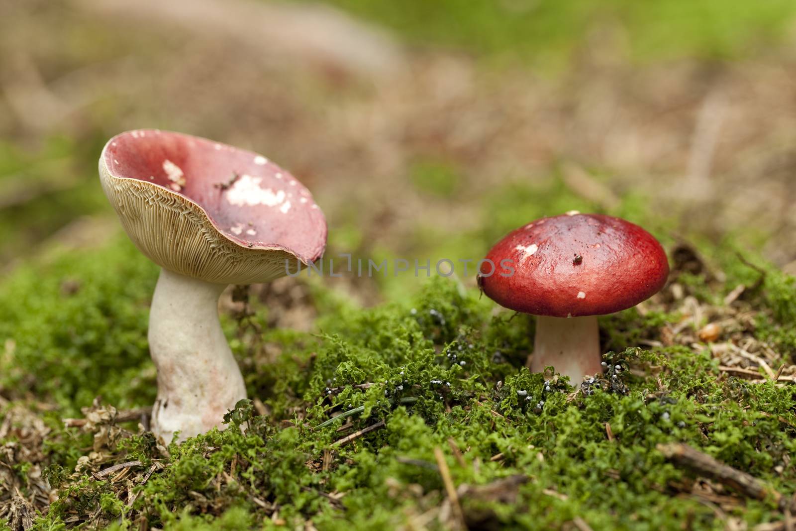 Russula mushroom by dabjola