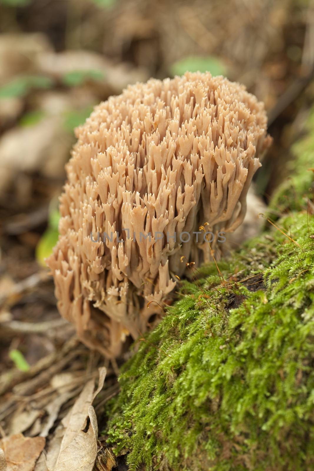 inedible coral fungus(Ramaria stricta) on moss