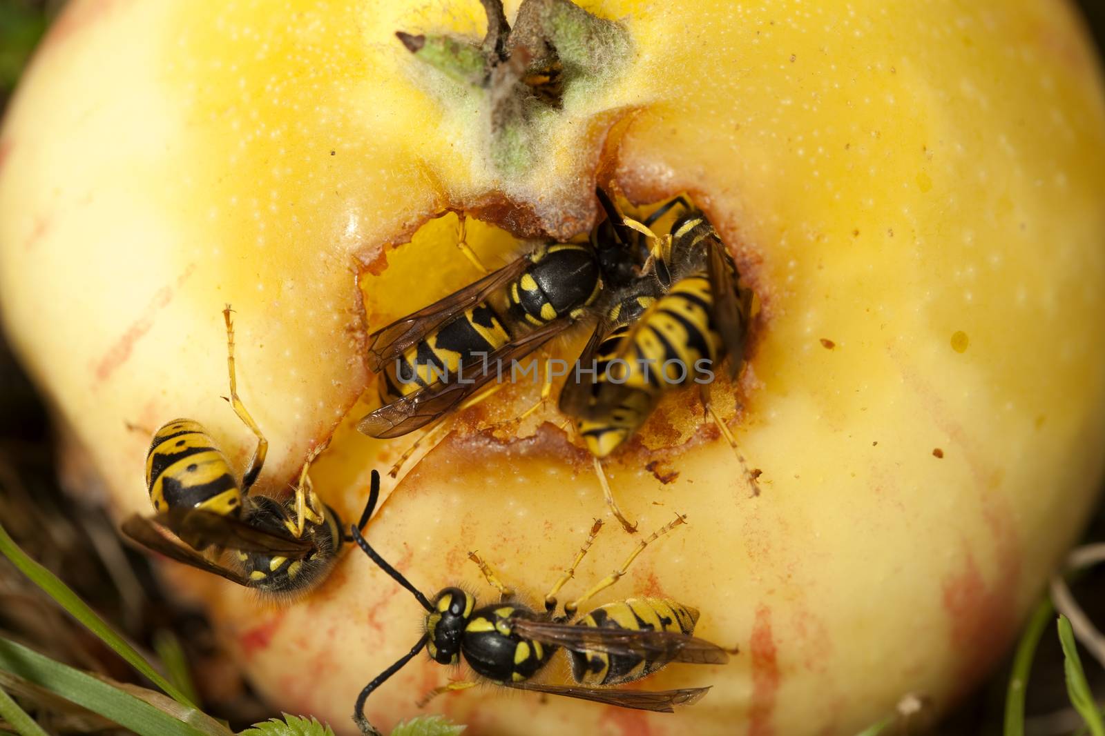 wasps' group sits and eat apple in garden