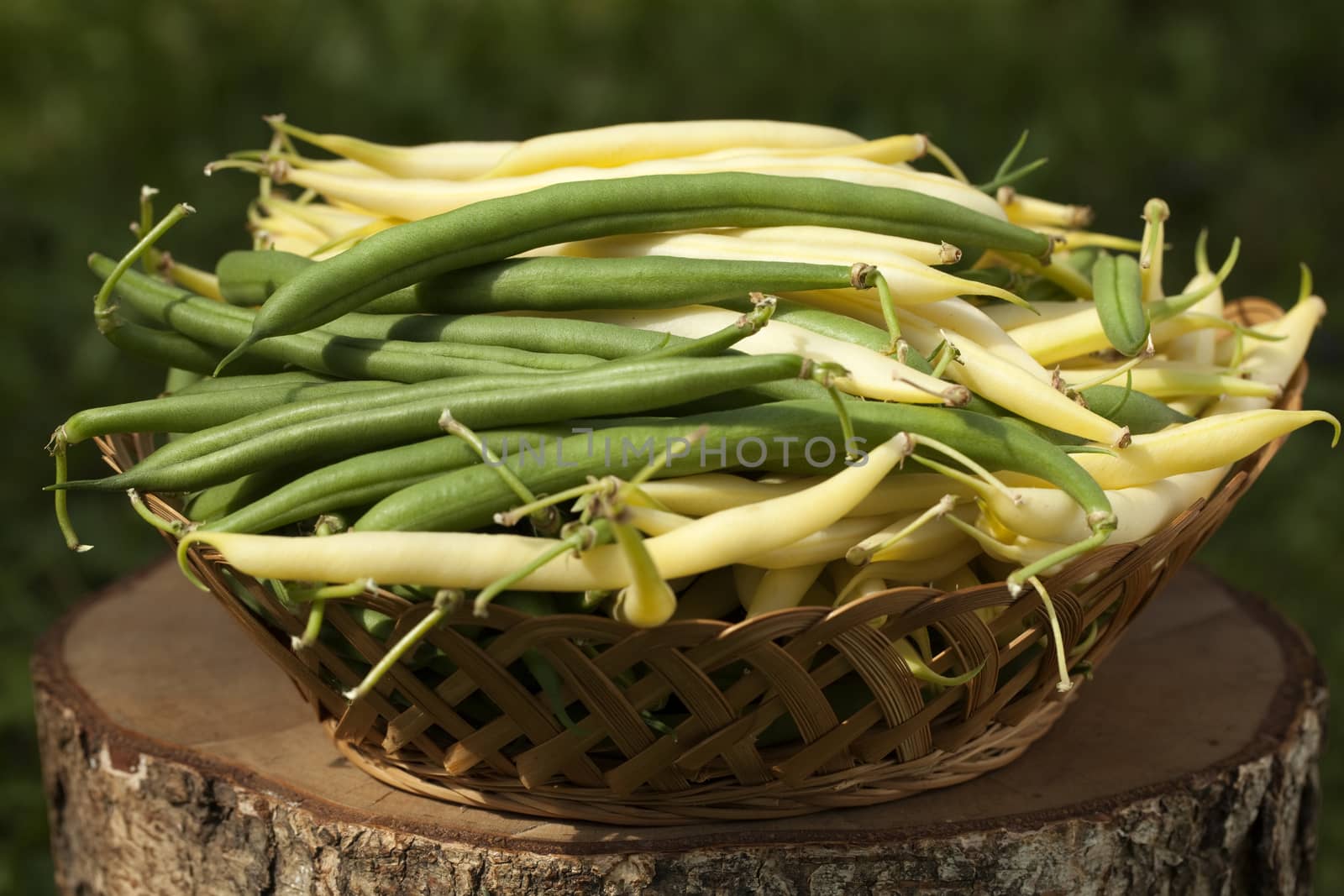 green and yellow bean in basket on trunk 