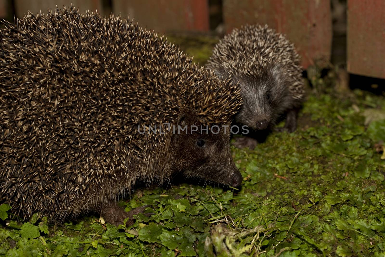 hedgehog female and young sit in garden