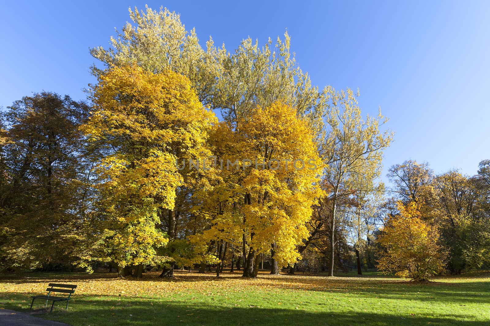 Autumn in the park, colorful trees by mychadre77