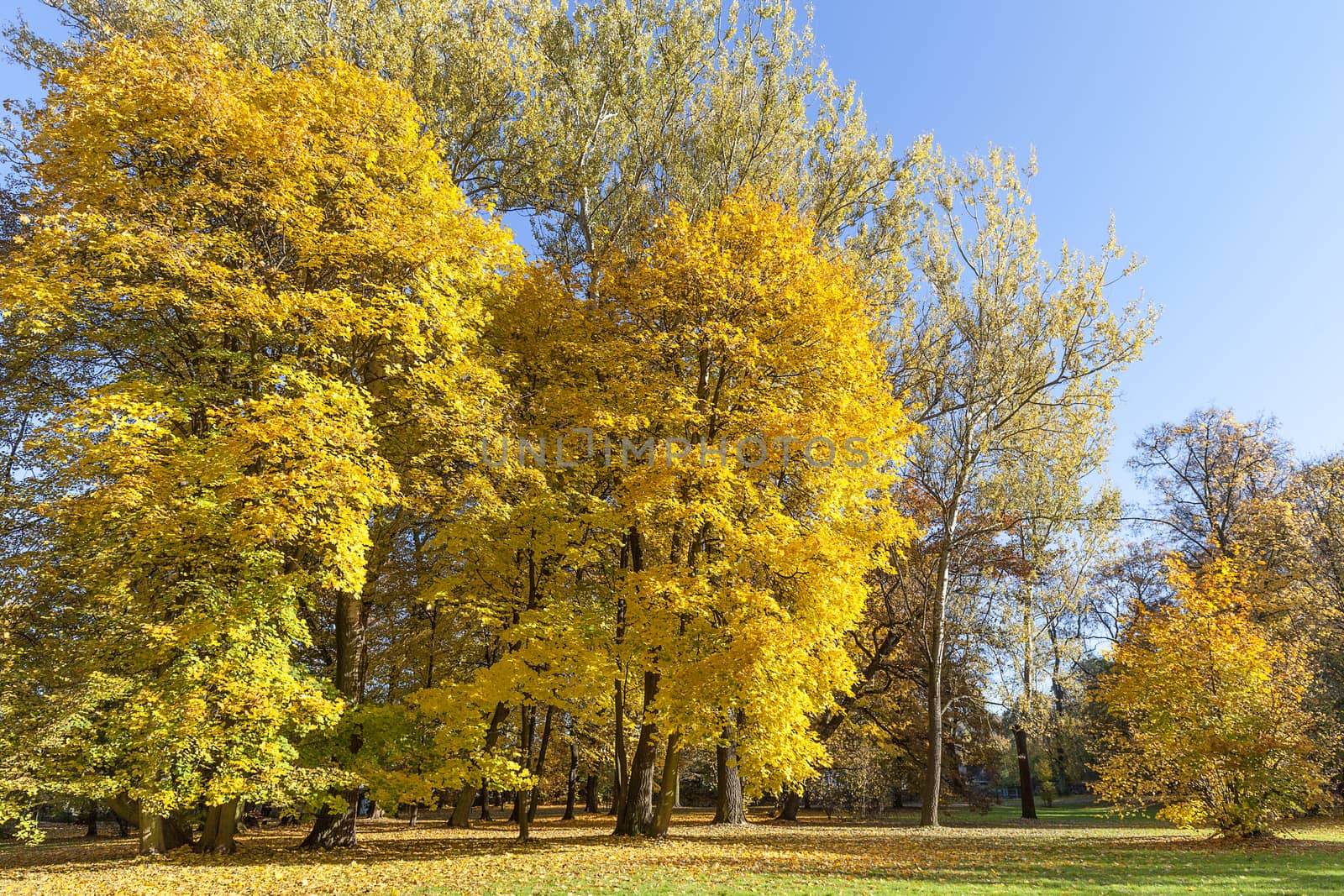 Autumn in the park, colorful trees by mychadre77