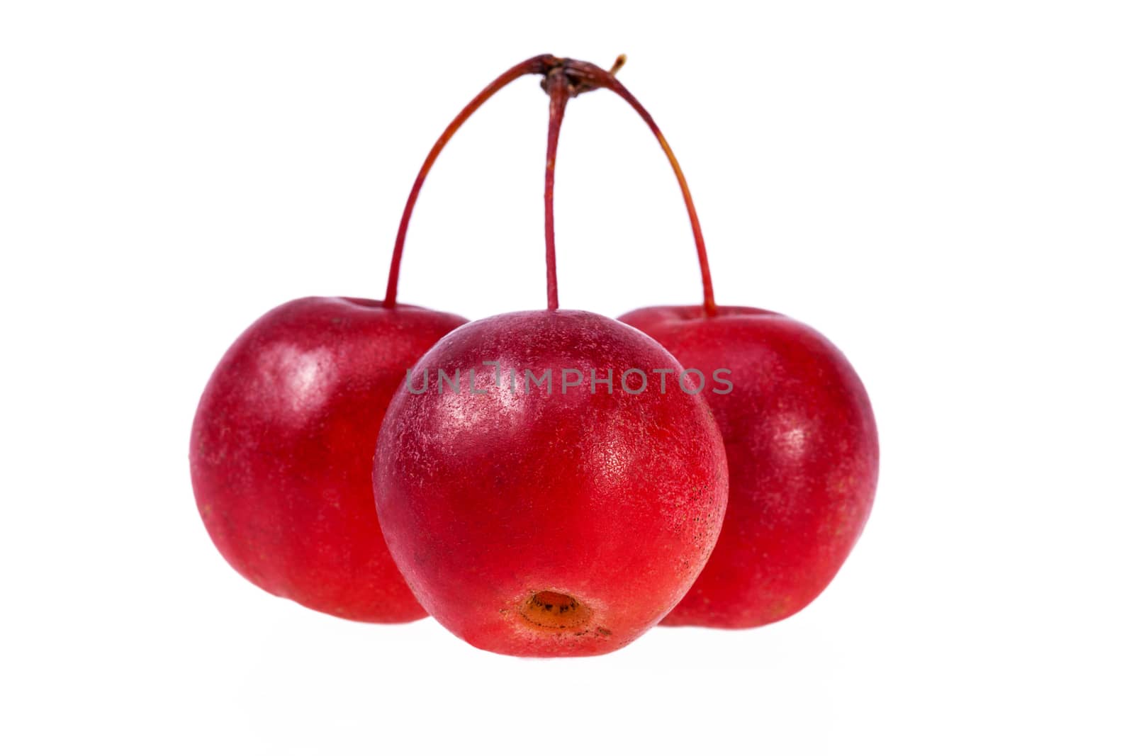 Red paradise apples isolated on white background, close up