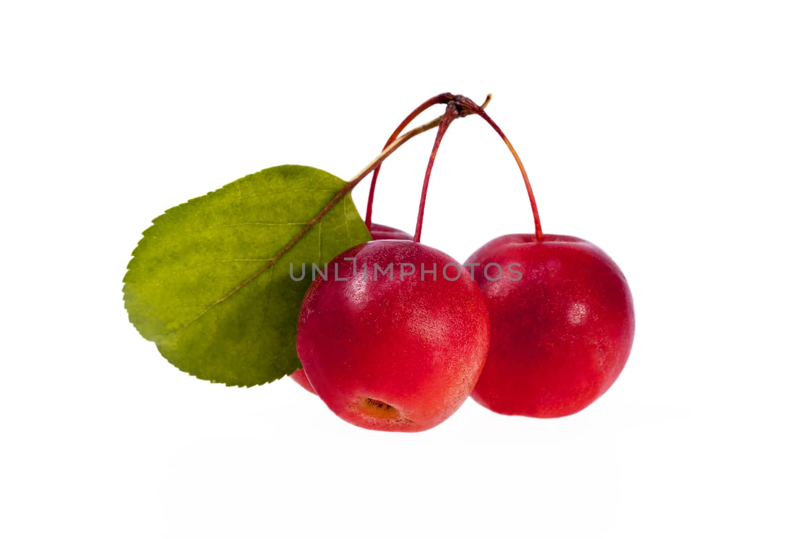 Red paradise apples isolated on white background, close up
