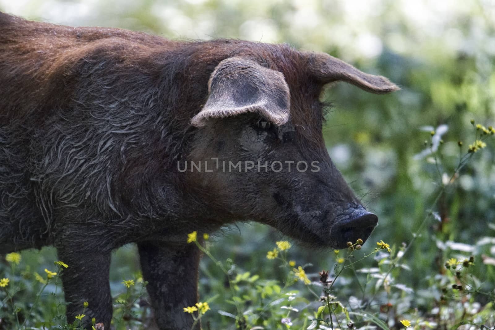 Black pig in the middle of the green nature