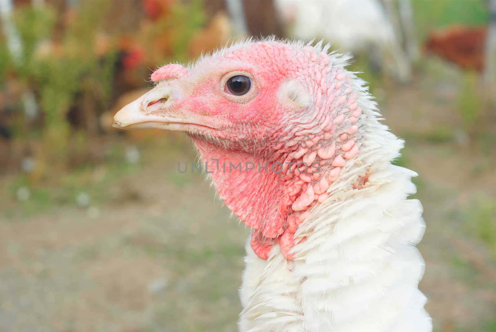 white turkey at the farm profile view outside by jacquesdurocher