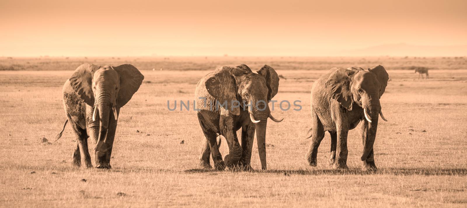 Herd of elephants in Amboseli National park Kenya by kasto