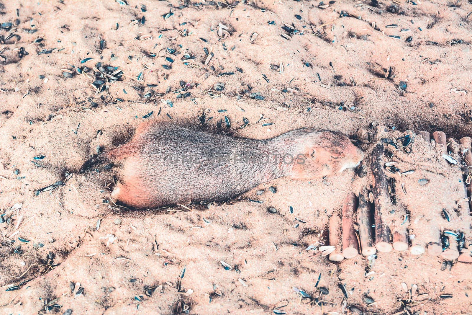 Prairie Dog  sleep on sand by ahimaone