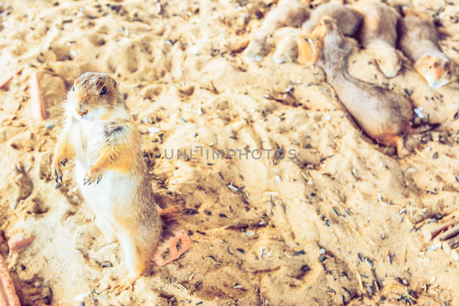 Selective Focus Prairie Dog in zoo