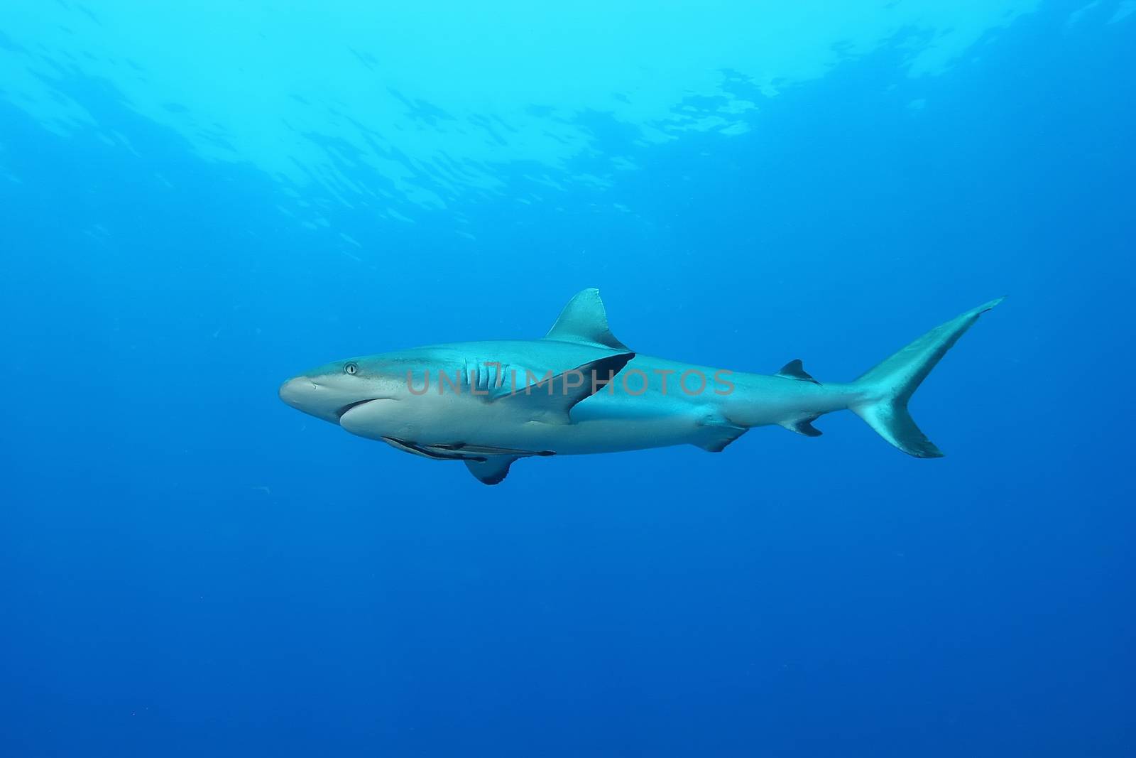 White Shark Dangerous big  Fish Papua New Guinea Pacific Ocean