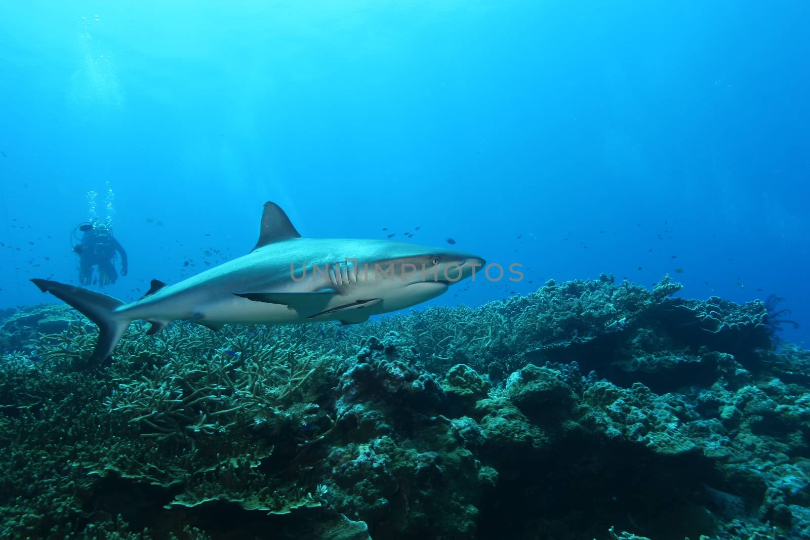 White Shark Dangerous big  Fish Papua New Guinea Pacific Ocean by desant7474