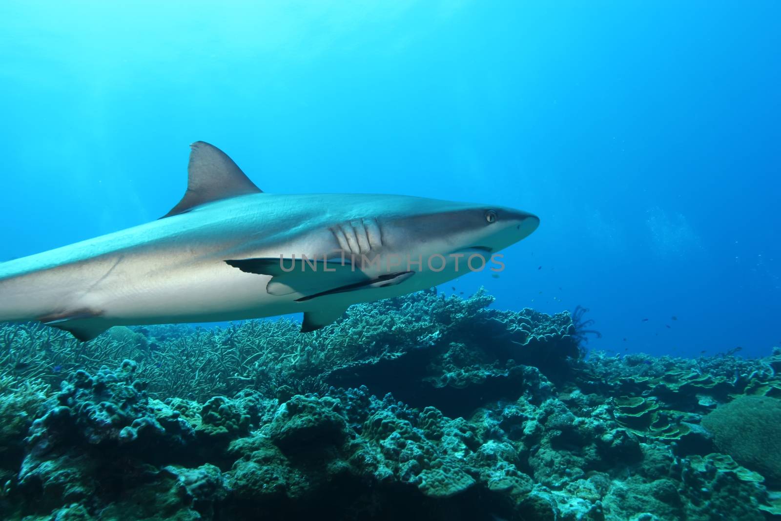 White Shark Dangerous big  Fish Papua New Guinea Pacific Ocean by desant7474