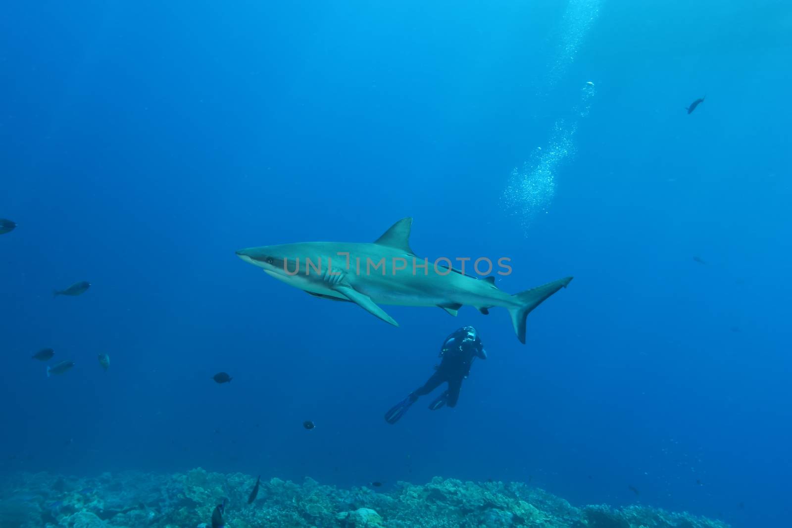 White Shark Dangerous big  Fish Papua New Guinea Pacific Ocean