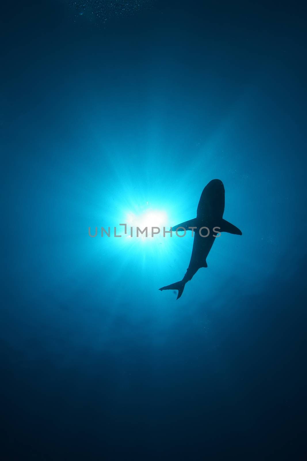 White Shark Dangerous big  Fish Papua New Guinea Pacific Ocean by desant7474