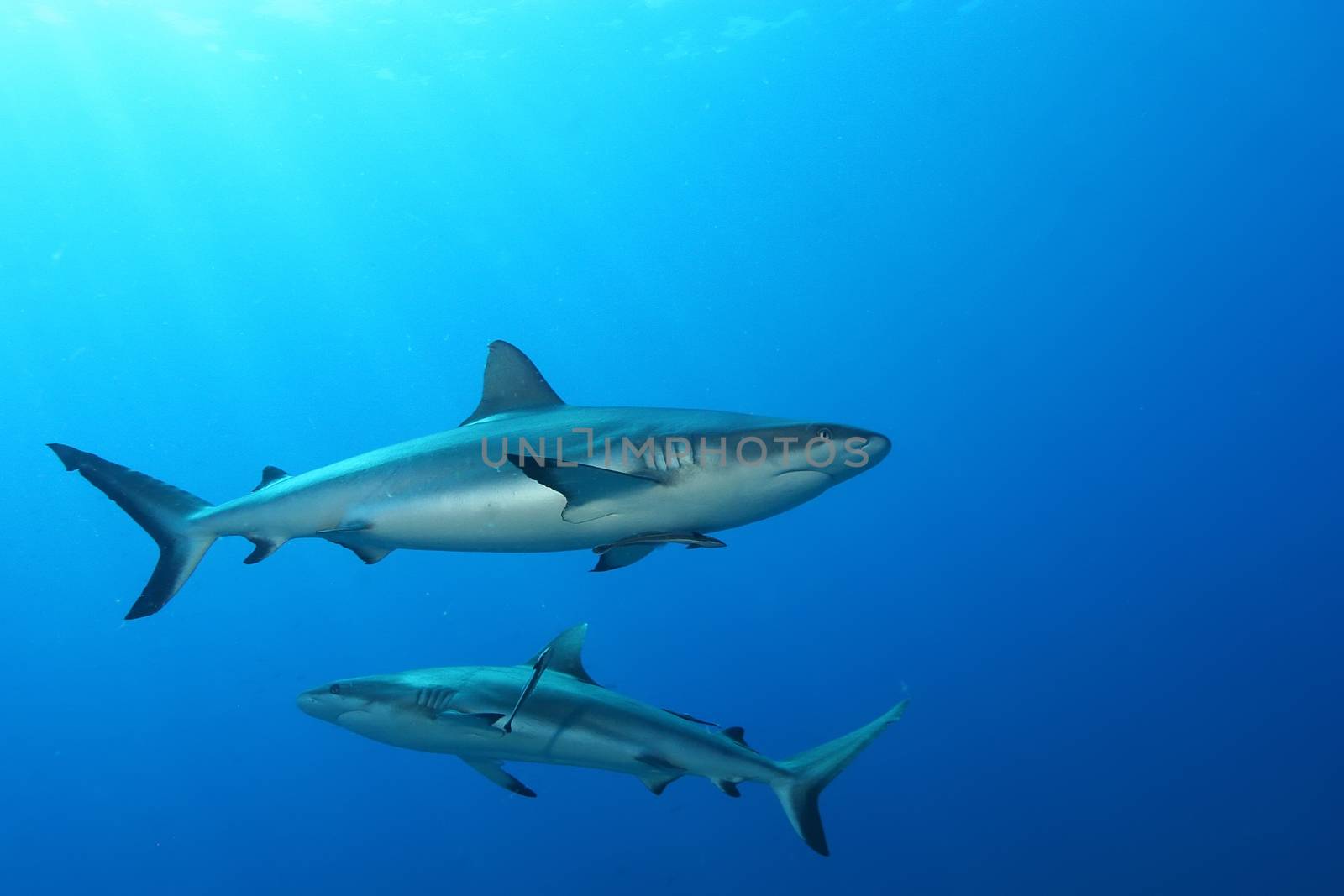 White Shark Dangerous big  Fish Papua New Guinea Pacific Ocean by desant7474