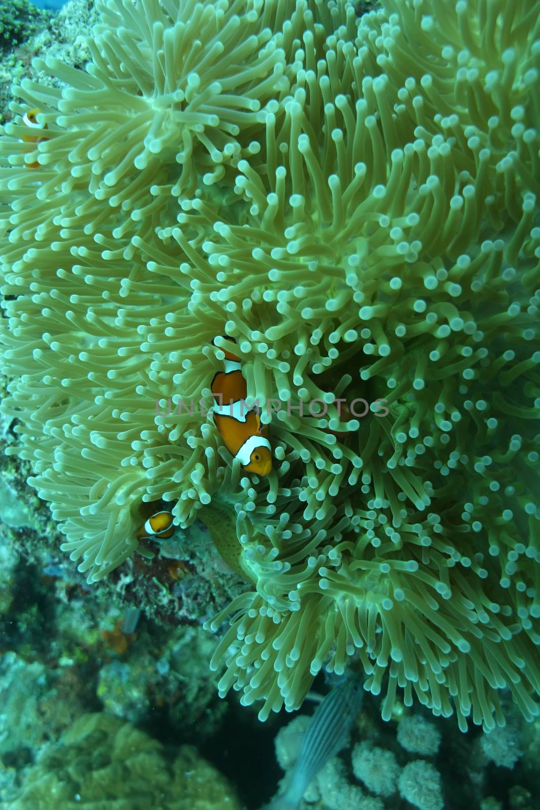 coral life diving Papua New Guinea Pacific Ocea by desant7474
