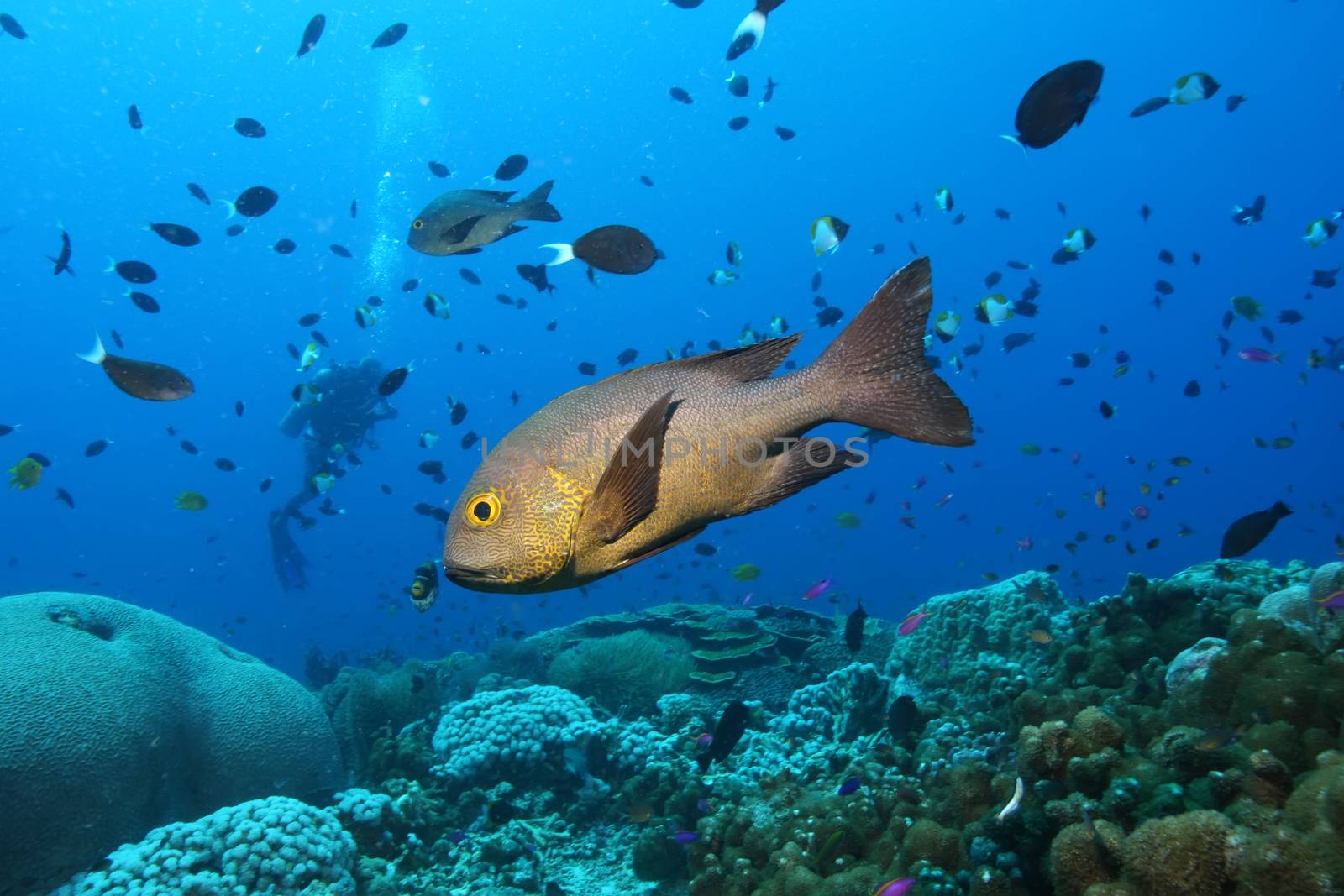 coral life diving Papua New Guinea Pacific Ocea by desant7474