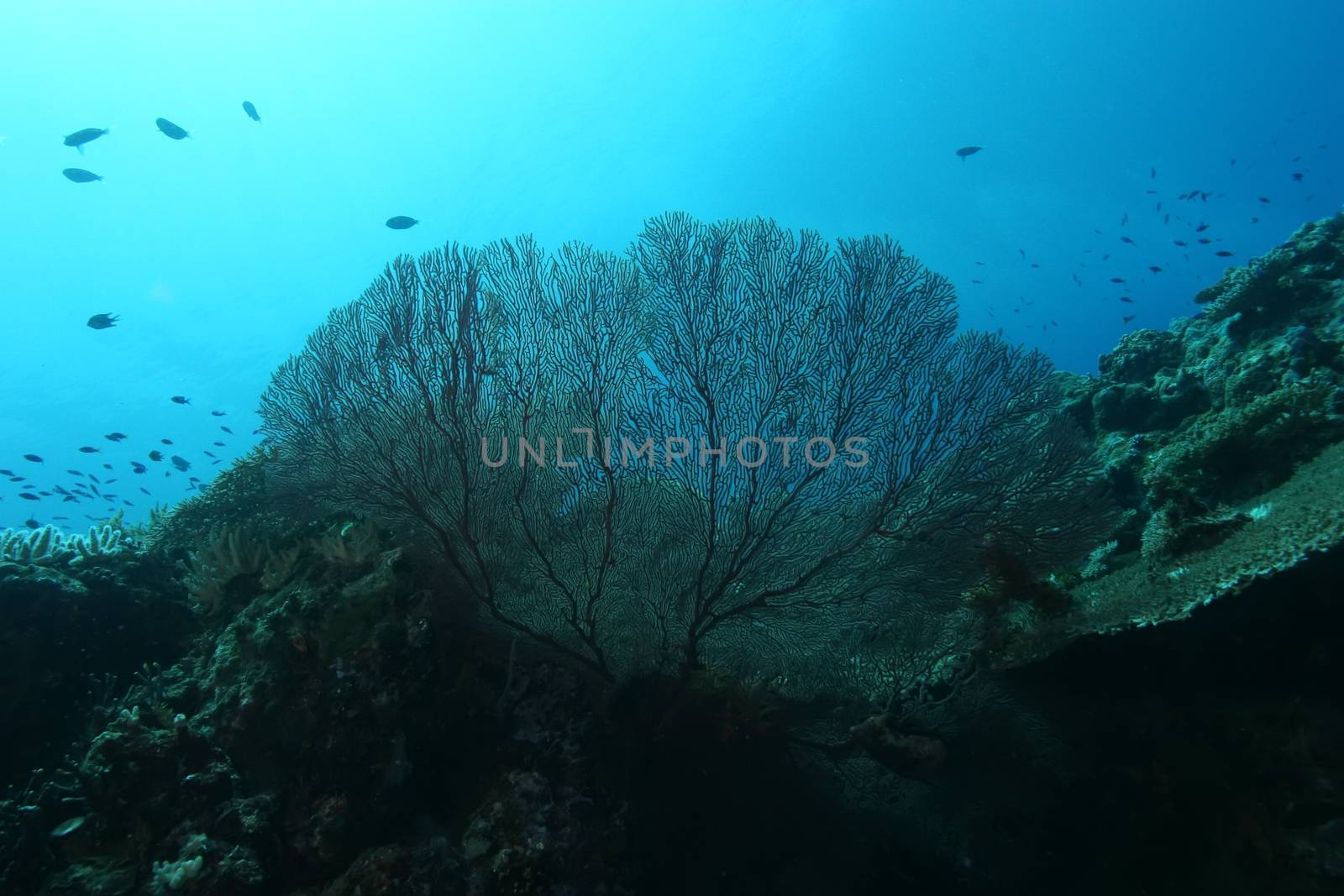 coral life diving Papua New Guinea Pacific Ocea by desant7474