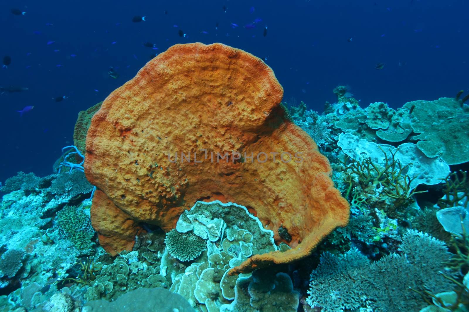 coral life diving Papua New Guinea Pacific Ocea