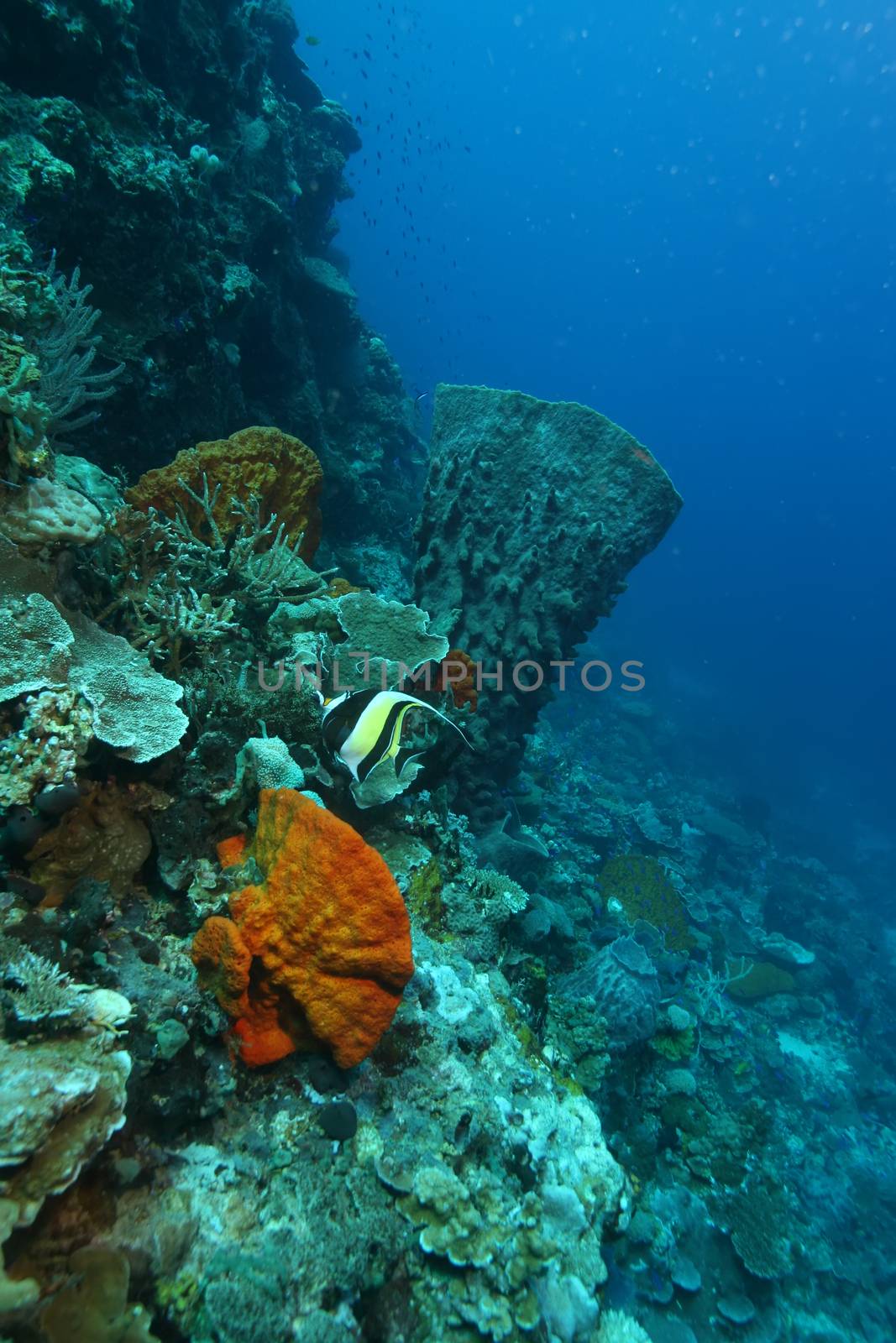 coral life diving Papua New Guinea Pacific Ocea