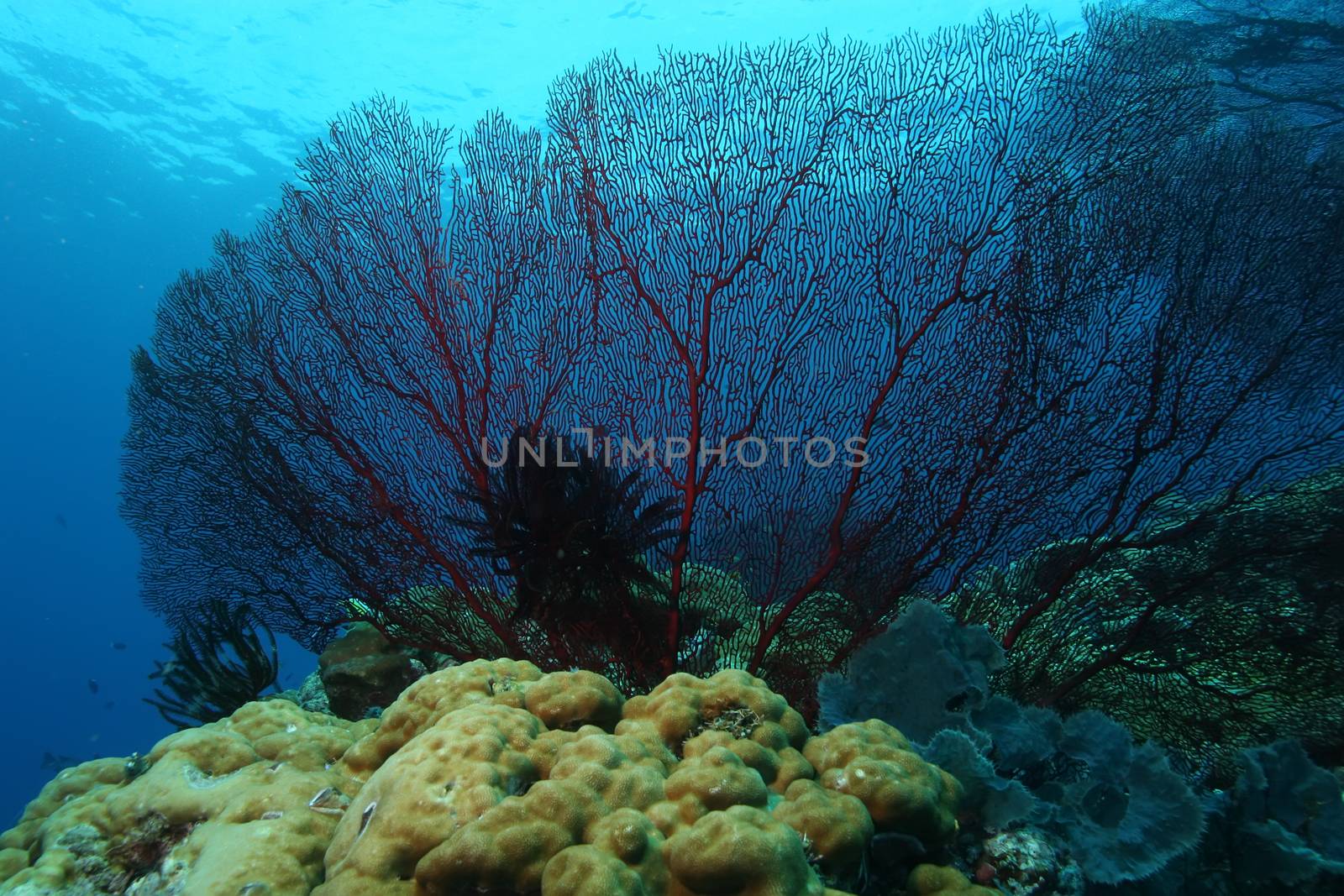 coral life diving Papua New Guinea Pacific Ocea by desant7474