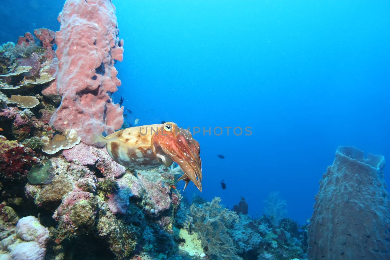 coral life diving Papua New Guinea Pacific Ocea by desant7474