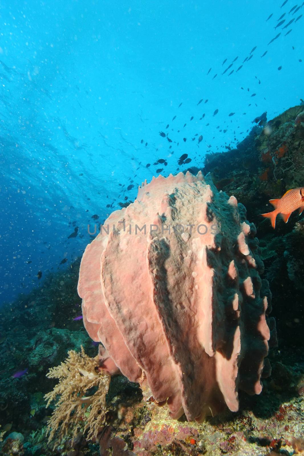 coral life diving Papua New Guinea Pacific Ocea