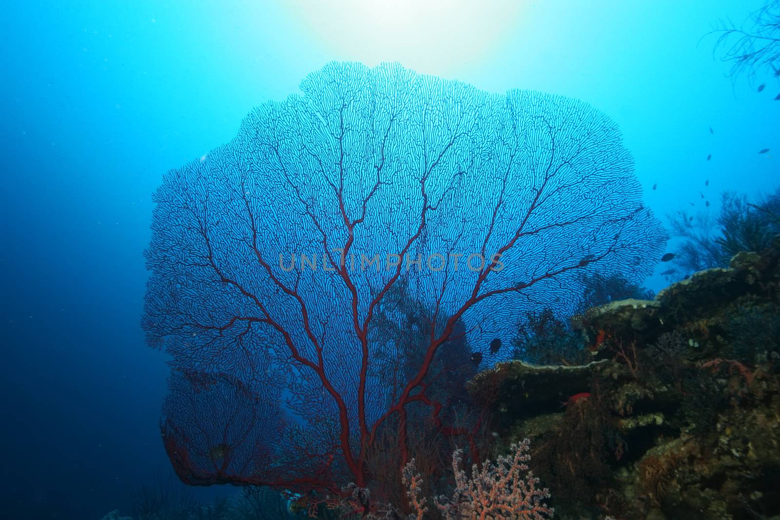 coral life diving Papua New Guinea Pacific Ocea by desant7474