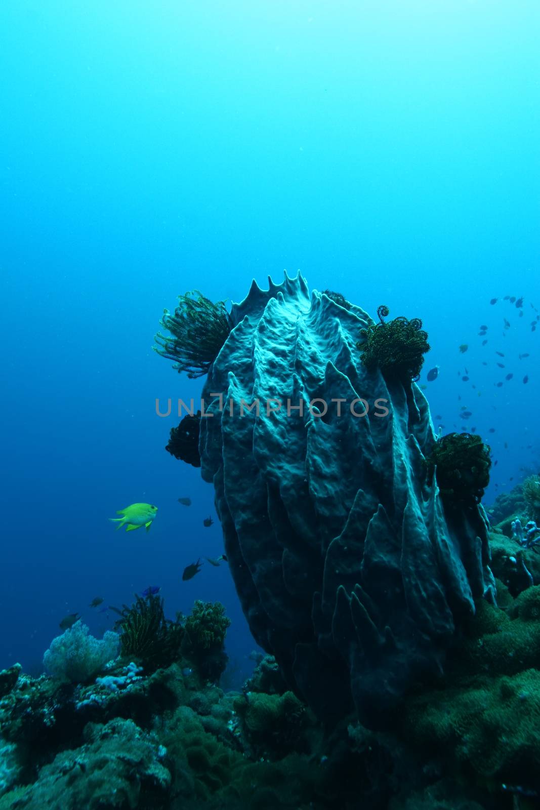 coral life diving Papua New Guinea Pacific Ocea by desant7474