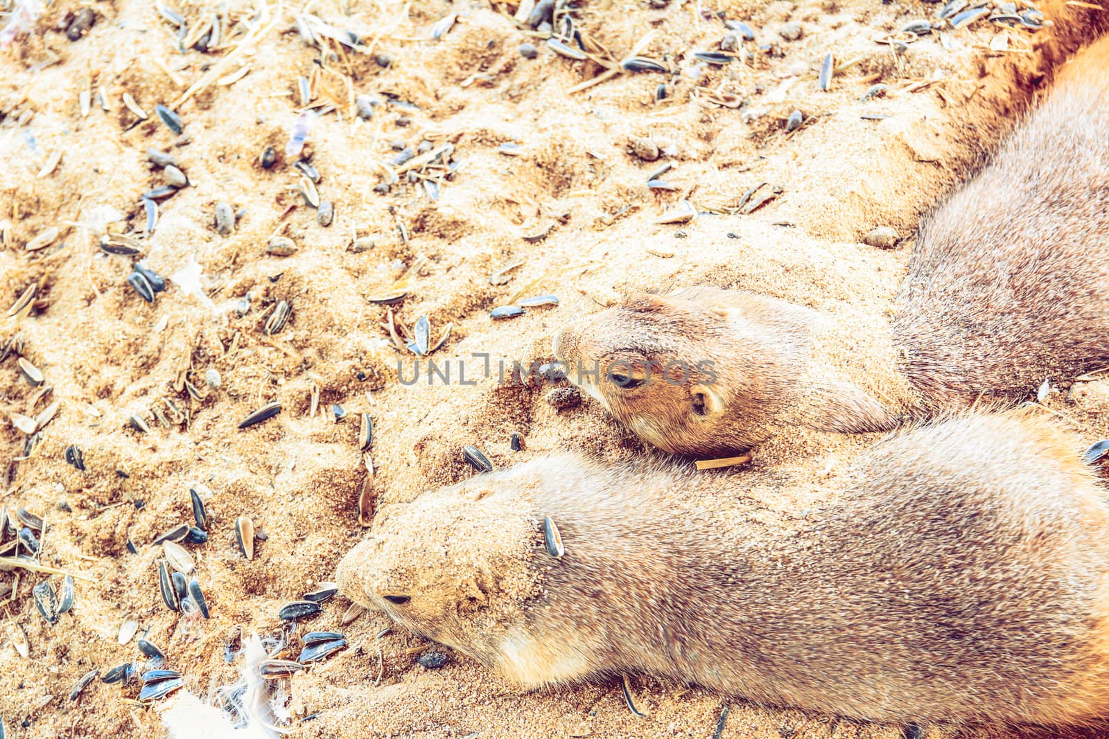 Prairie Dog  sleep on sand by ahimaone