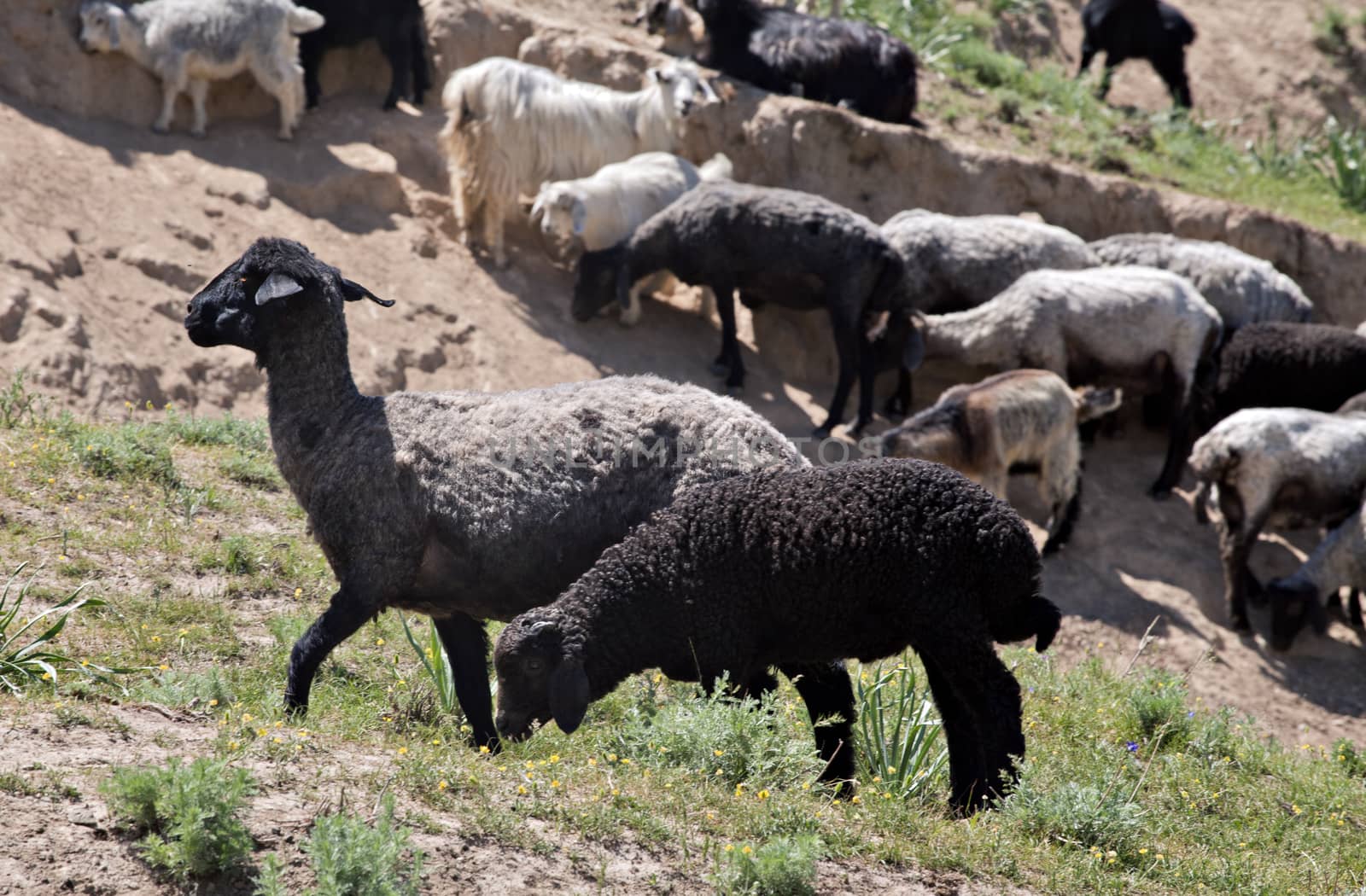 Black sheep on pasture in Nuratau mountains, Uzbekistan