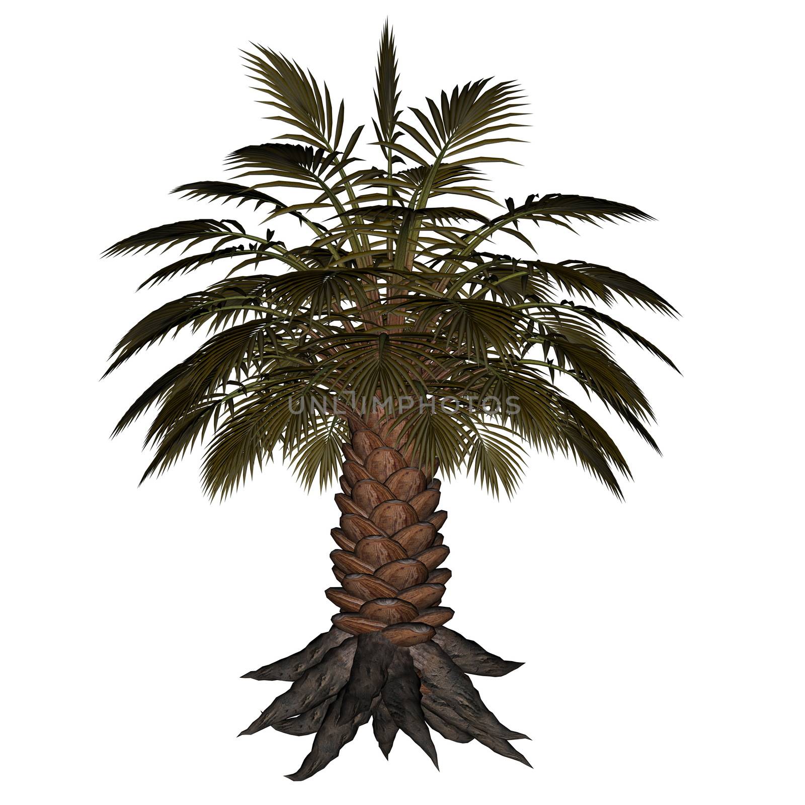 Palmtree, palm tree isolated in white background - 3D render