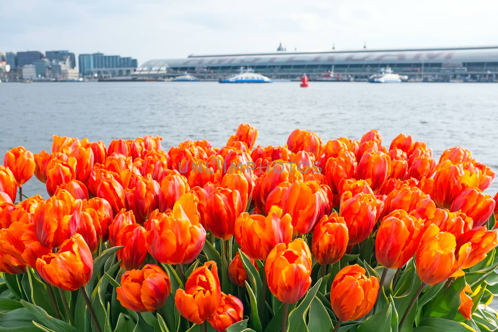 Tulips in Amsterdam the Netherlands