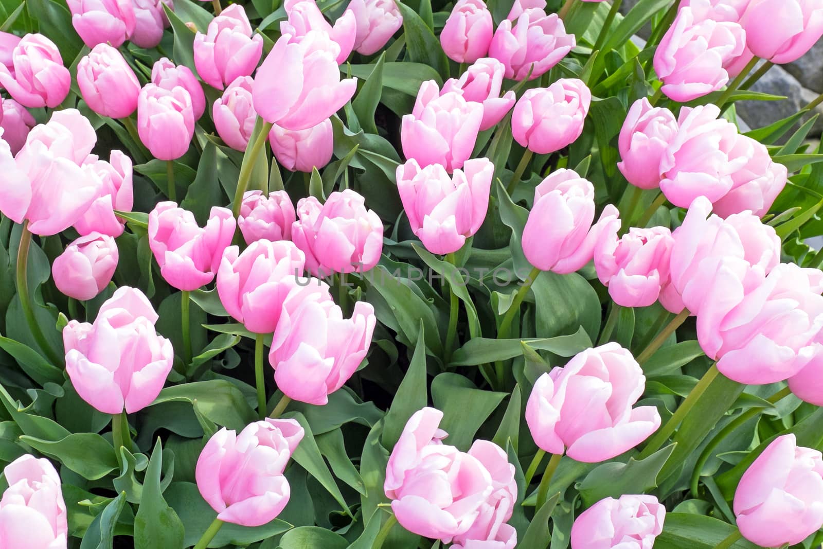 Blossoming tulilps in the countryside from the Netherlands