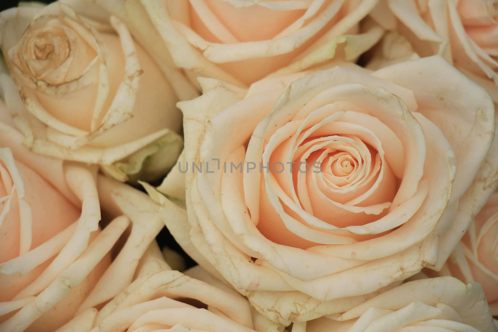 Pale pink roses in a floral arrangement at a wedding