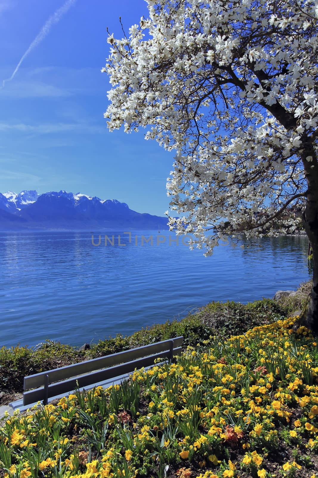 Yellow flowers and blooming tree during springtime at Geneva or Leman lake, Montreux, Switzerland