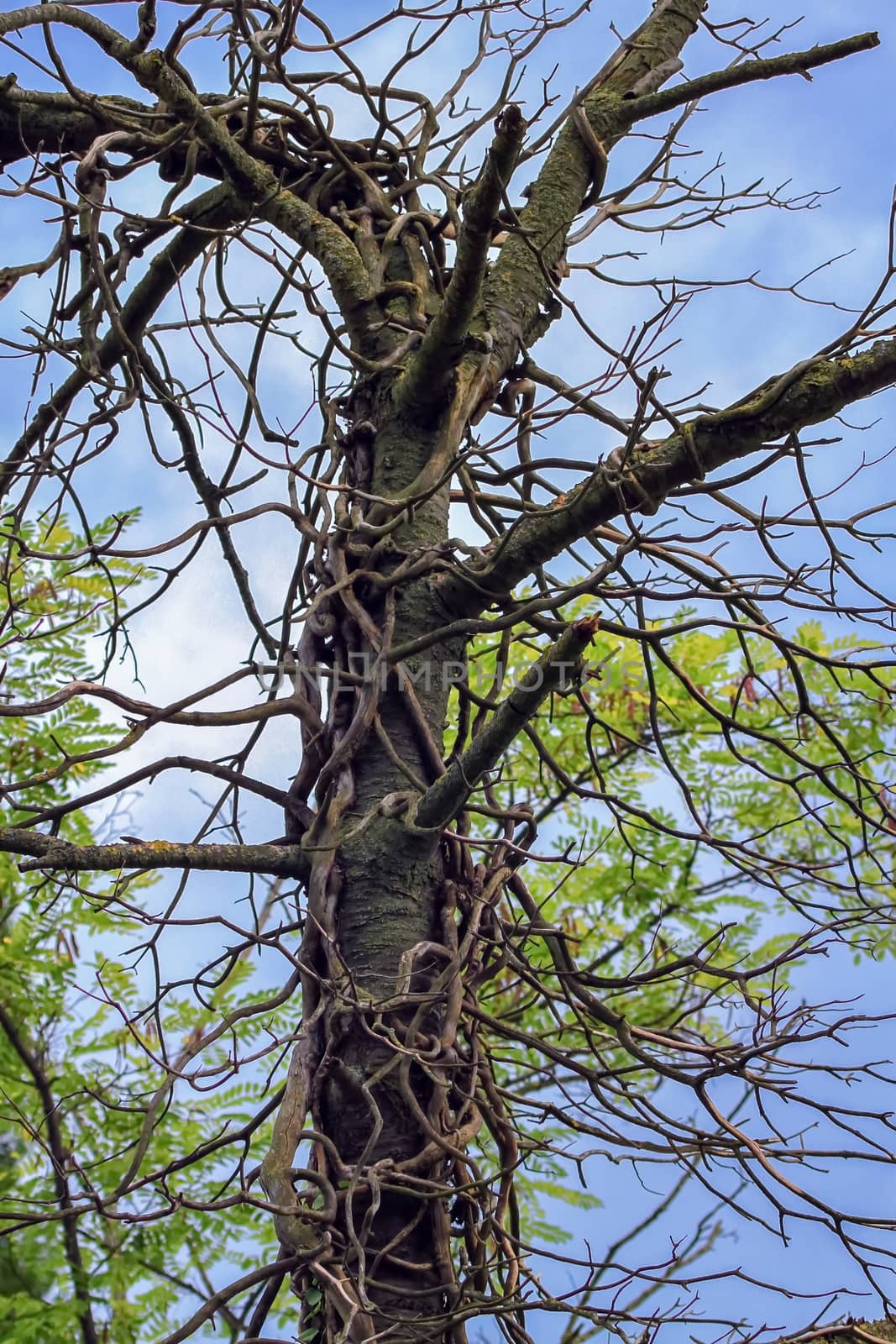 Strange tree trunk and branches by day