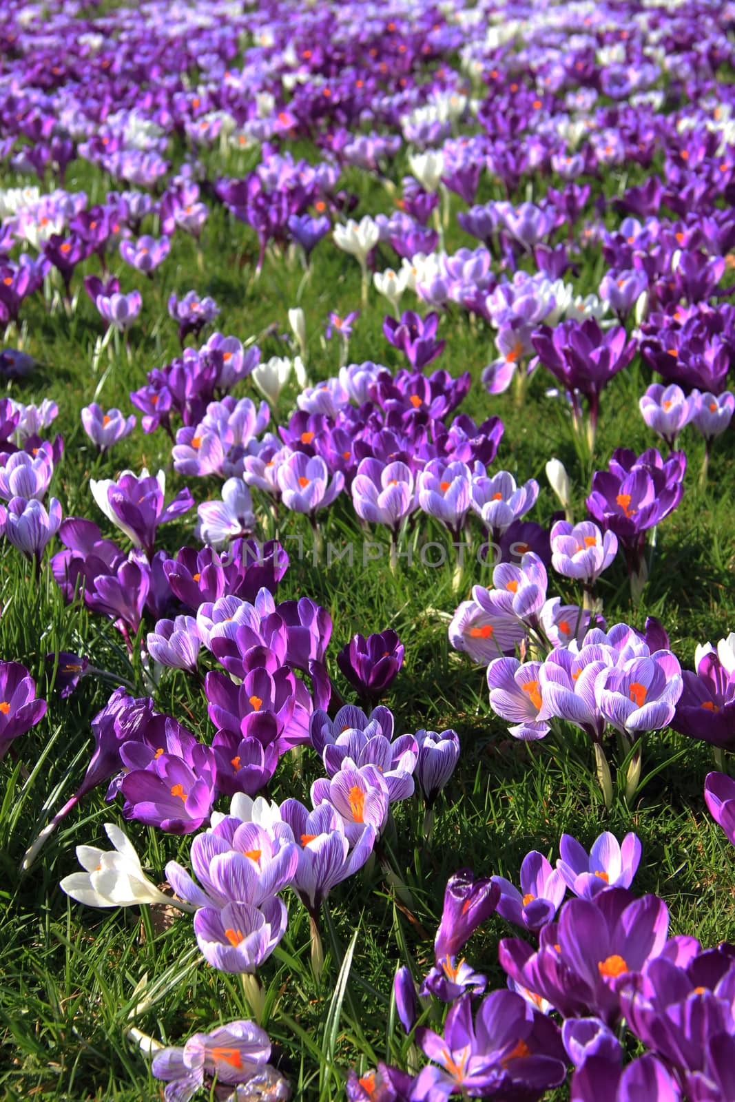 Purple and white crocuses on a field