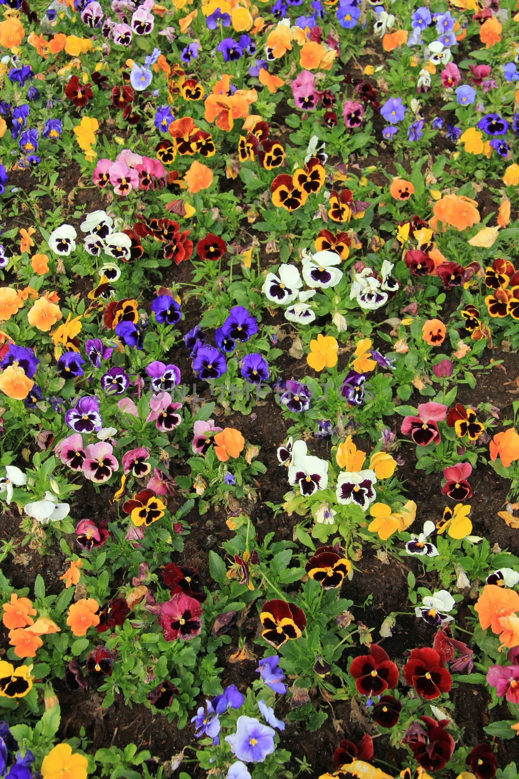 Group of pansies in various colors in spring sunlight