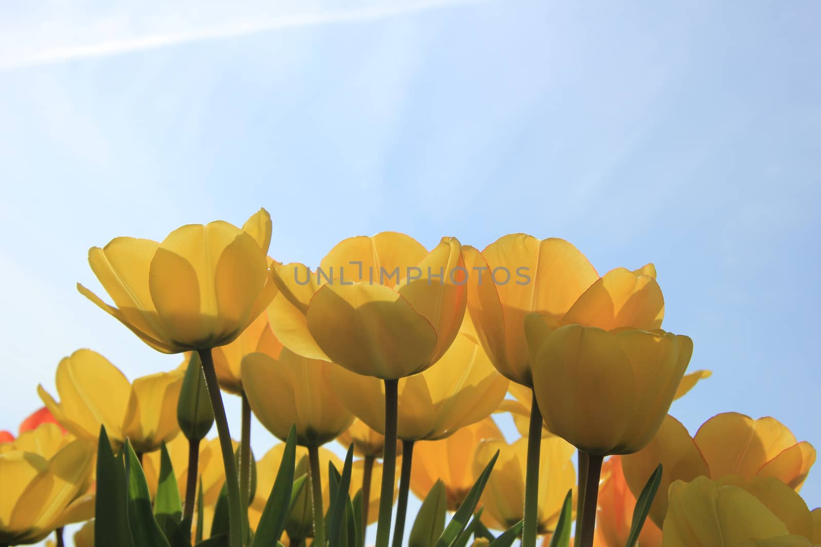 Yellow and orange tulips in a sunny field