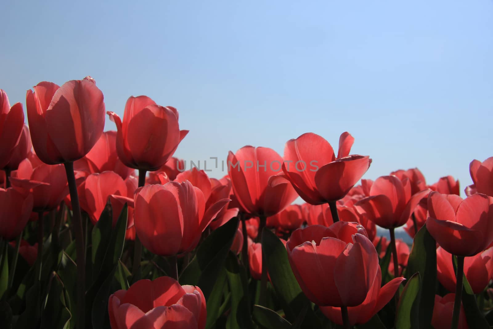 Transparent pink tulips in a backlighted shot