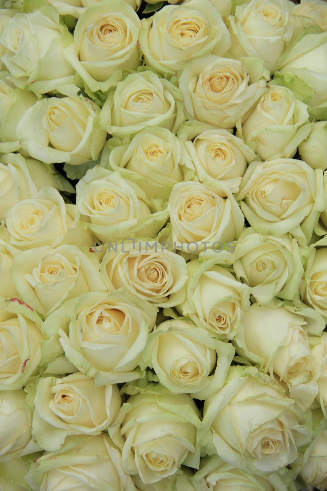 White roses in bridal bouquet by studioportosabbia