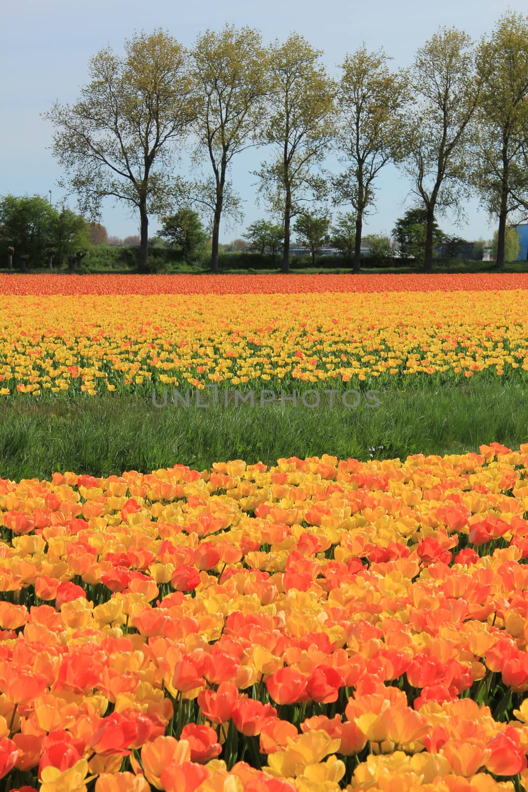 Yellow and orange tulips by studioportosabbia