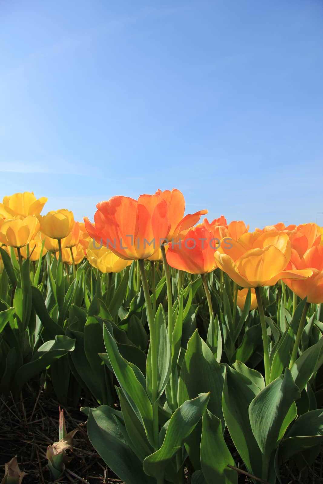 Yellow and orange tulips in a sunny field