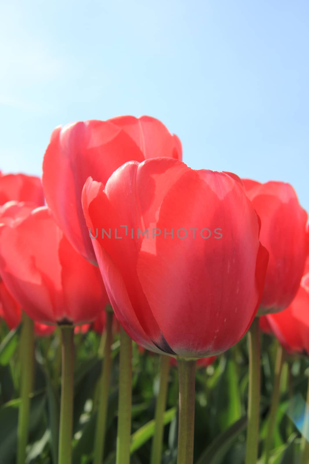 Pink tulips by studioportosabbia