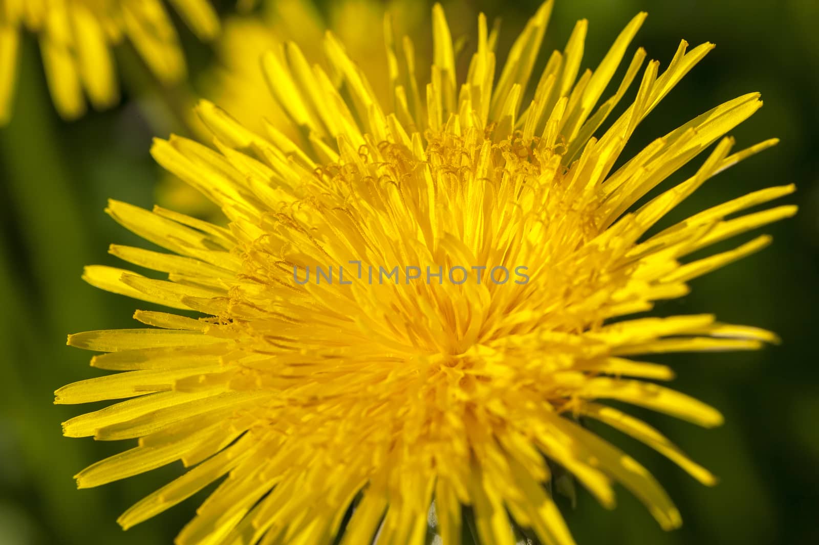 yellow dandelions in spring by avq